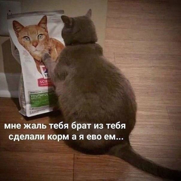 Gribanov ☢ ᓚᘏᗢ (@gribanov) on Twitter photo 