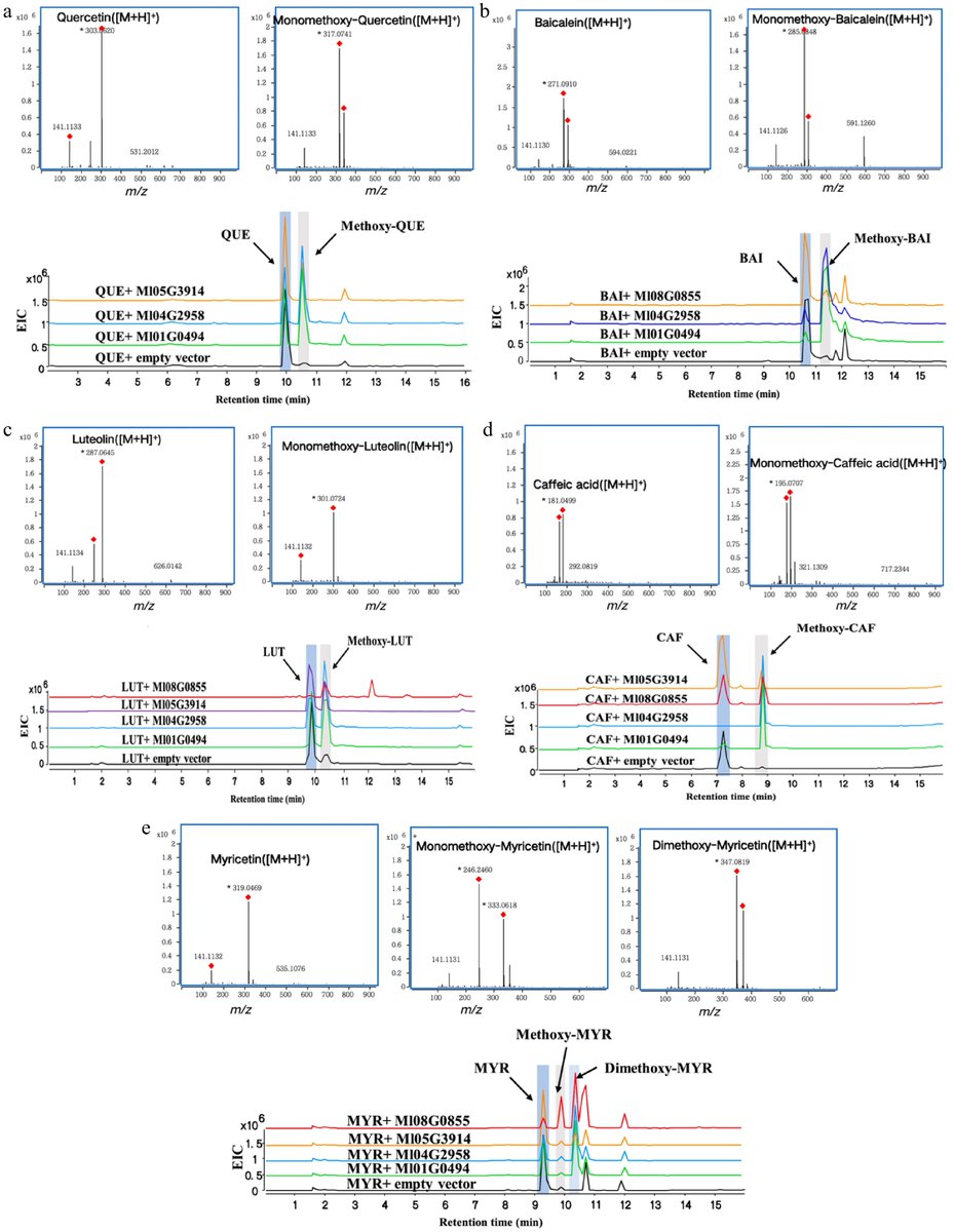 Maximum Academic (@maximumacademic) on Twitter photo #MPB
New O-methyltransferases in Musella lasiocarpa catalyze flavonoid methylation. Study provides insights for future biosynthesis of methylated flavonoids. 🌿
<a href="/HortiPlant/">Horticultural Plant Research</a> #Flavonoids #Methylation
Details: maxapress.com/article/doi/10… #MPB
New O-methyltransferases in Musella lasiocarpa catalyze flavonoid methylation. Study provides insights for future biosynthesis of methylated flavonoids. 🌿
<a href="/HortiPlant/">Horticultural Plant Research</a> #Flavonoids #Methylation
Details: maxapress.com/article/doi/10…