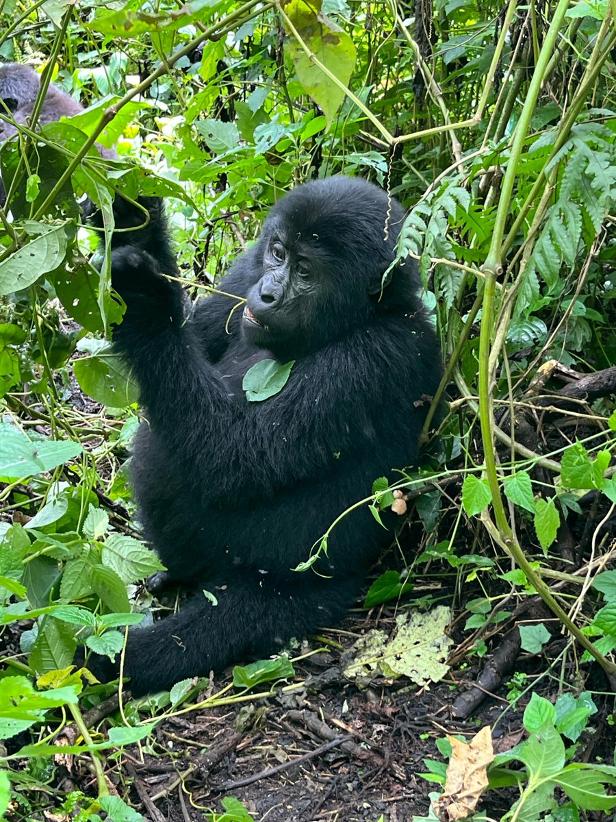 Encounter Africa Safaris (@encounterafric) on Twitter photo Safari dreams come true! Discover gorillas in just 3 days with us.
Explore Uganda's beauty on a 3 day gorilla trekking safari.
Call: +256 772 197157
Email: info@gorilla-tracking-uganda.com
gorilla-tracking-uganda.com
#gorillatrekking #gorillasafaris #ugandasafaris Safari dreams come true! Discover gorillas in just 3 days with us.
Explore Uganda's beauty on a 3 day gorilla trekking safari.
Call: +256 772 197157
Email: info@gorilla-tracking-uganda.com
gorilla-tracking-uganda.com
#gorillatrekking #gorillasafaris #ugandasafaris
