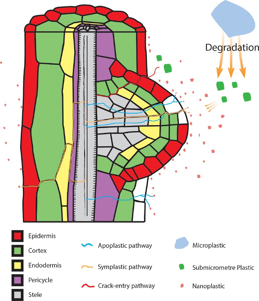 Maximum Academic (@maximumacademic) on Twitter photo #VegetableRes
Micro/nanoplastics in agriculture: Review of sources, crop effects, and removal methods. More research needed on nanoplastic transport and food safety. 🌾
<a href="/HortiPlant/">Horticultural Plant Research</a> #Microplastics #AgriculturalThreat
Details: maxapress.com/article/doi/10… #VegetableRes
Micro/nanoplastics in agriculture: Review of sources, crop effects, and removal methods. More research needed on nanoplastic transport and food safety. 🌾
<a href="/HortiPlant/">Horticultural Plant Research</a> #Microplastics #AgriculturalThreat
Details: maxapress.com/article/doi/10…