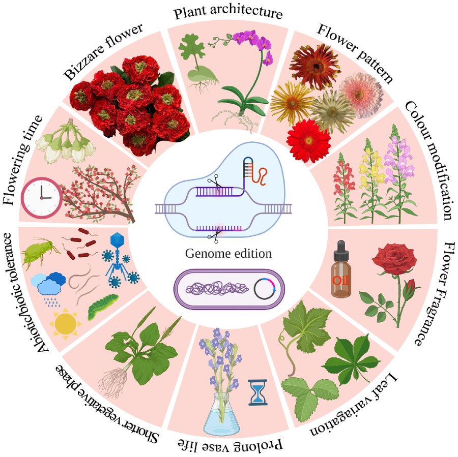 Maximum Academic (@maximumacademic) on Twitter photo #OPR
CRISPR/Cas technology accelerates ornamental plant breeding, balancing benefits and limitations. Review highlights its potential and challenges. 🌿
<a href="/HortiPlant/">Horticultural Plant Research</a> #CRISPR #OrnamentalPlants
Details: maxapress.com/article/doi/10… #OPR
CRISPR/Cas technology accelerates ornamental plant breeding, balancing benefits and limitations. Review highlights its potential and challenges. 🌿
<a href="/HortiPlant/">Horticultural Plant Research</a> #CRISPR #OrnamentalPlants
Details: maxapress.com/article/doi/10…