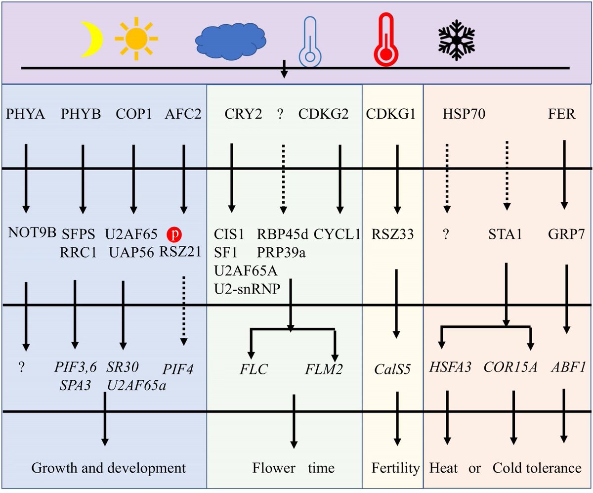 Maximum Academic (@maximumacademic) on Twitter photo #VegetableRes
Alternative splicing helps plants cope with light and temperature stress. Review explores potential for improving vegetable crops using CRISPR/Cas9. 🌿
<a href="/HortiPlant/">Horticultural Plant Research</a> #PlantStressResponse #CRISPR
Details: maxapress.com/article/doi/10… #VegetableRes
Alternative splicing helps plants cope with light and temperature stress. Review explores potential for improving vegetable crops using CRISPR/Cas9. 🌿
<a href="/HortiPlant/">Horticultural Plant Research</a> #PlantStressResponse #CRISPR
Details: maxapress.com/article/doi/10…