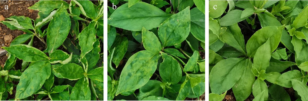 Maximum Academic (@maximumacademic) on Twitter photo #MPB
Viral infections in Pseudostellaria heterophylla reduce growth and photosynthesis. Co-infection with Turnip mosaic virus and Broad bean wilt virus 2 has the most severe impact. 🌿
<a href="/HortiPlant/">Horticultural Plant Research</a> #ViralInfection
Details: maxapress.com/article/doi/10… #MPB
Viral infections in Pseudostellaria heterophylla reduce growth and photosynthesis. Co-infection with Turnip mosaic virus and Broad bean wilt virus 2 has the most severe impact. 🌿
<a href="/HortiPlant/">Horticultural Plant Research</a> #ViralInfection
Details: maxapress.com/article/doi/10…