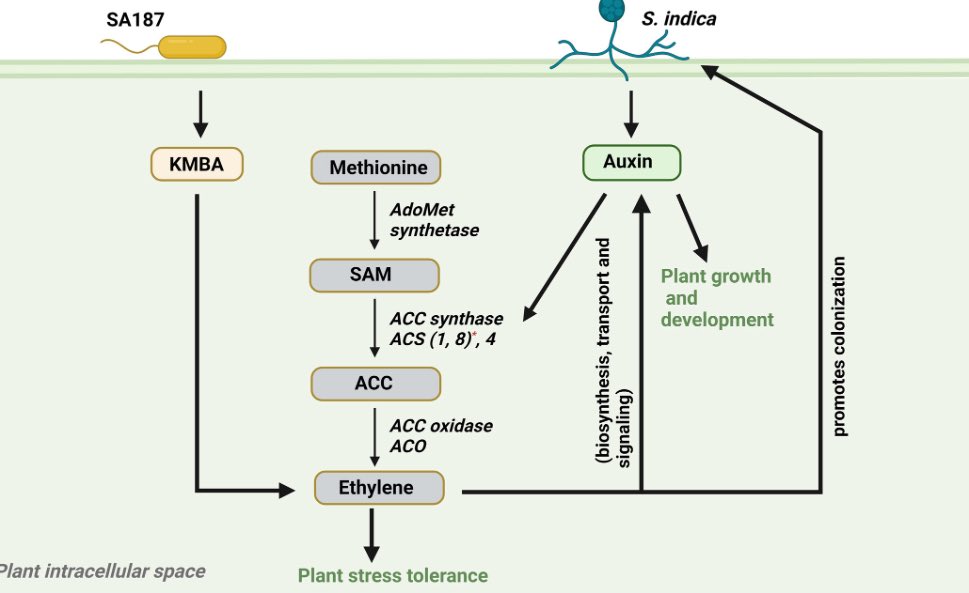 Anamika Rawat (@rawat_anamika) on Twitter photo Excited to share that our latest research on the regulatory framework of tripartite relation between plant-bacteria-fungi in promoting stress tolerance in plants is out now in <a href="/ThePlantJournal/">The Plant Journal</a> <a href="/KAUST/">KAUST</a> <a href="/KaustResearch/">KAUST Research</a> <a href="/KAUST_BESE/">KAUST BESE</a>
doi.org/10.1111/tpj.70… Excited to share that our latest research on the regulatory framework of tripartite relation between plant-bacteria-fungi in promoting stress tolerance in plants is out now in <a href="/ThePlantJournal/">The Plant Journal</a> <a href="/KAUST/">KAUST</a> <a href="/KaustResearch/">KAUST Research</a> <a href="/KAUST_BESE/">KAUST BESE</a>
doi.org/10.1111/tpj.70…