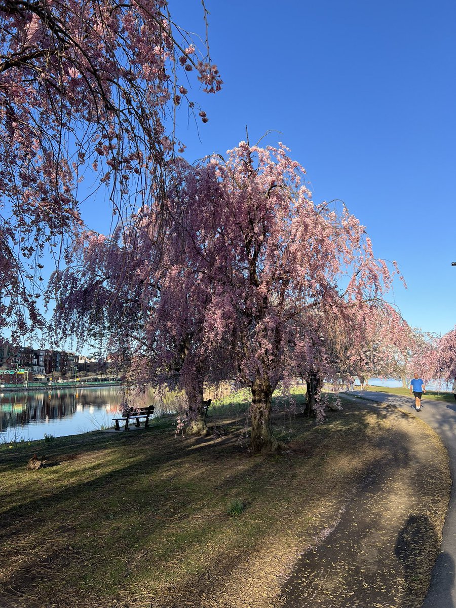 TomoJustFunky's tweet image. Good Morning! 
おはようございます！

#dontworry
#dontcompare
#dontexpecttoofast
#bekindtoyourself
#tomofujita
#guitarwisdom
#morningwalk #boston