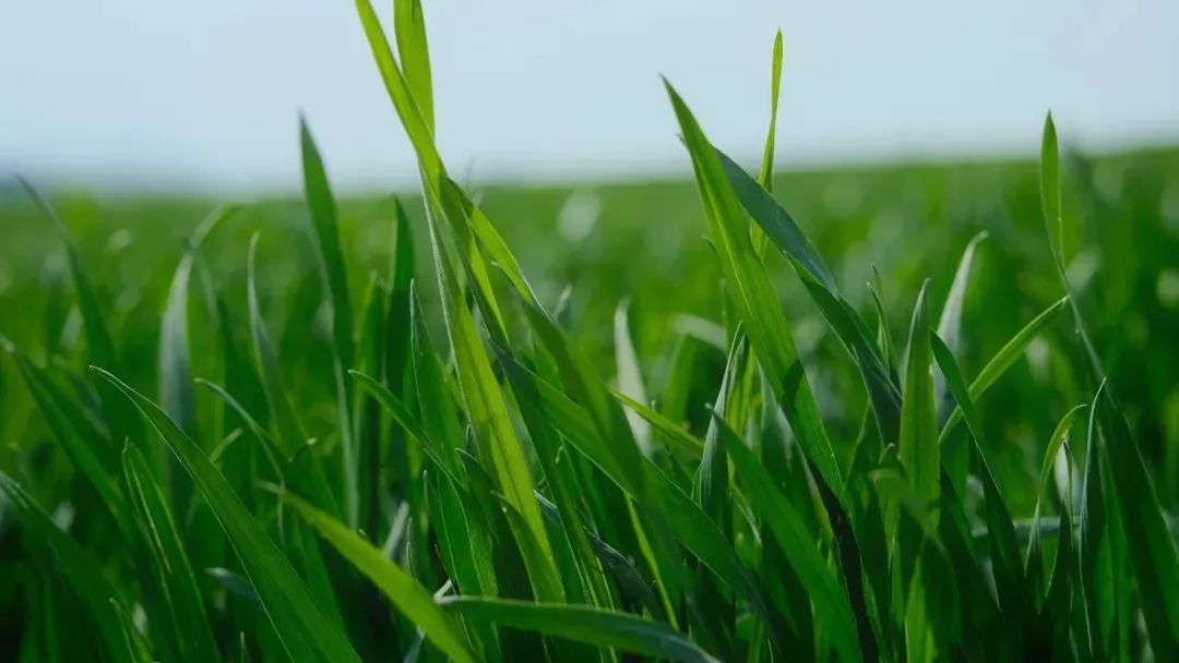 ShaanxiPlus's tweet photo. In April at the northern foot of the Qinling Mountains, the wind is like a paintbrush. It gently sweeps across the wheat fields of Chang'an, dyeing the entire Shenheyuan into flowing emerald.
#CharmingShaanxi #PoeticShaanxi #SpringSight #scenery #ChinaTravel https://t.co/u9miCJjYYM