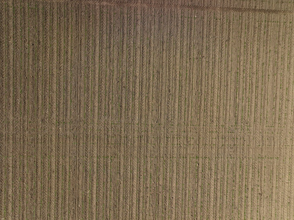 🌱 Le temps est aux 1ers vols de drones sur nos sites de sélection ! 

Objectif : compter les levées et caractériser la couverture précoce de notre génétique.

✅ Un travail qui se fait désormais en 20min (vs 1 journée avant !), avec en prime un gain précision + régularité !