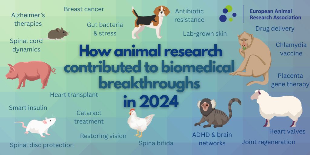 From rats to dogs to macaques — 2024 breakthroughs in #AnimalResearch are changing medicine.
🔬 Smart insulin, brain implants, lab-grown dog skin &amp; more:
👉 eara.eu/post/feature-h…