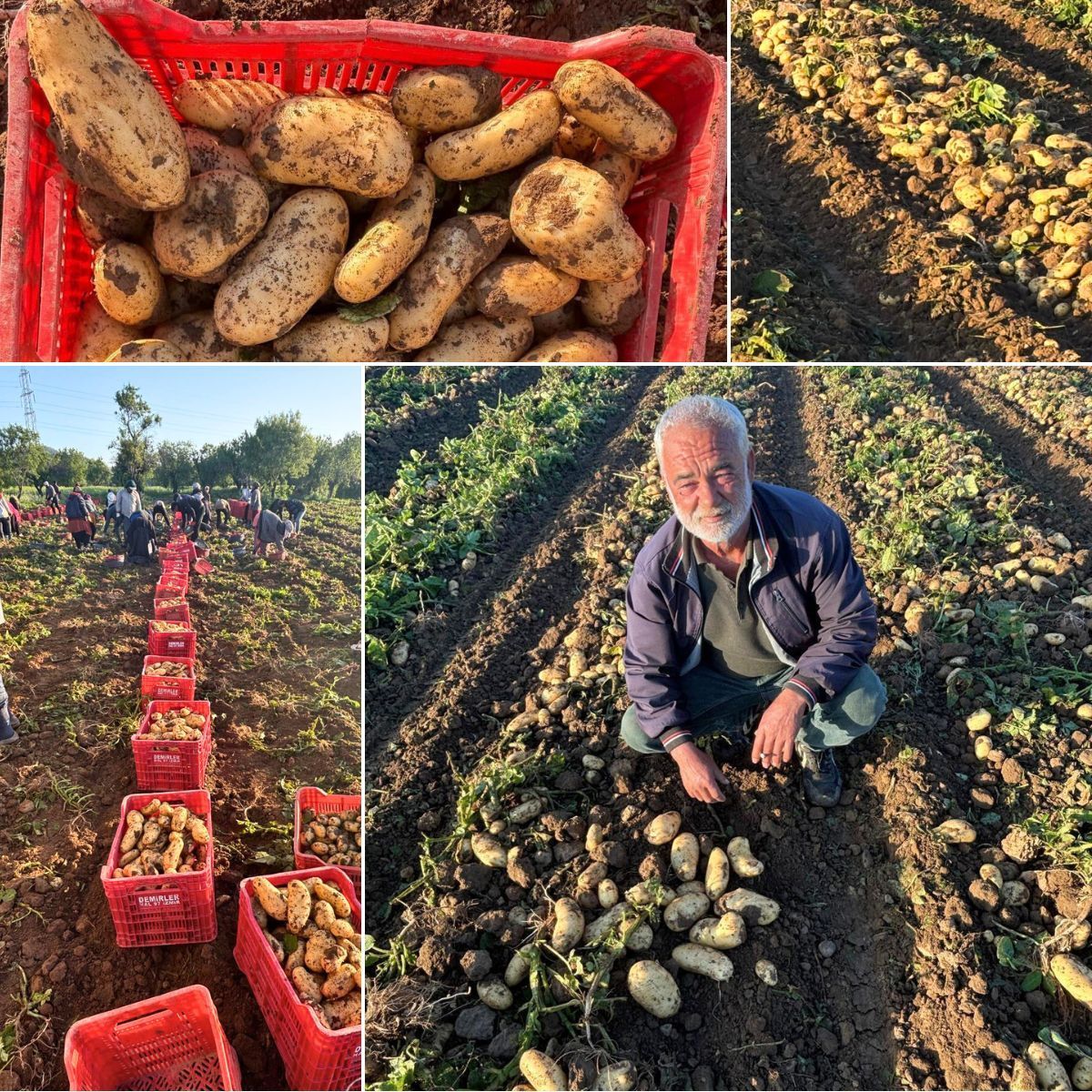 #soundgetsaround in Türkiye, where the variety has just been harvested in Datça, a region in the south west. The growers are pleased with the #robustness and high marketable yield of the potato variety. #buildingonpotential #meijerpotato #resilience #seedpotatoes #potatoes