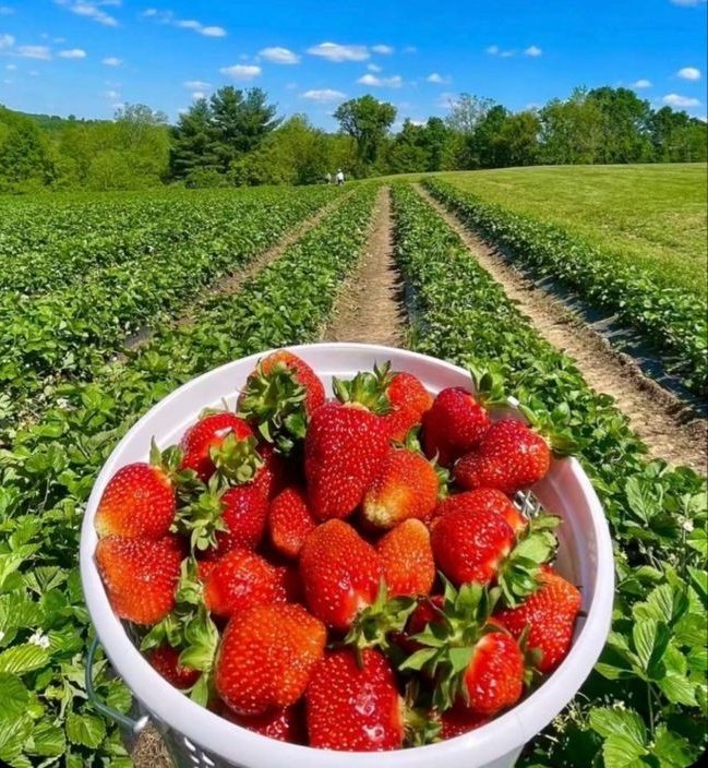 مزرعه مورد علاقم: