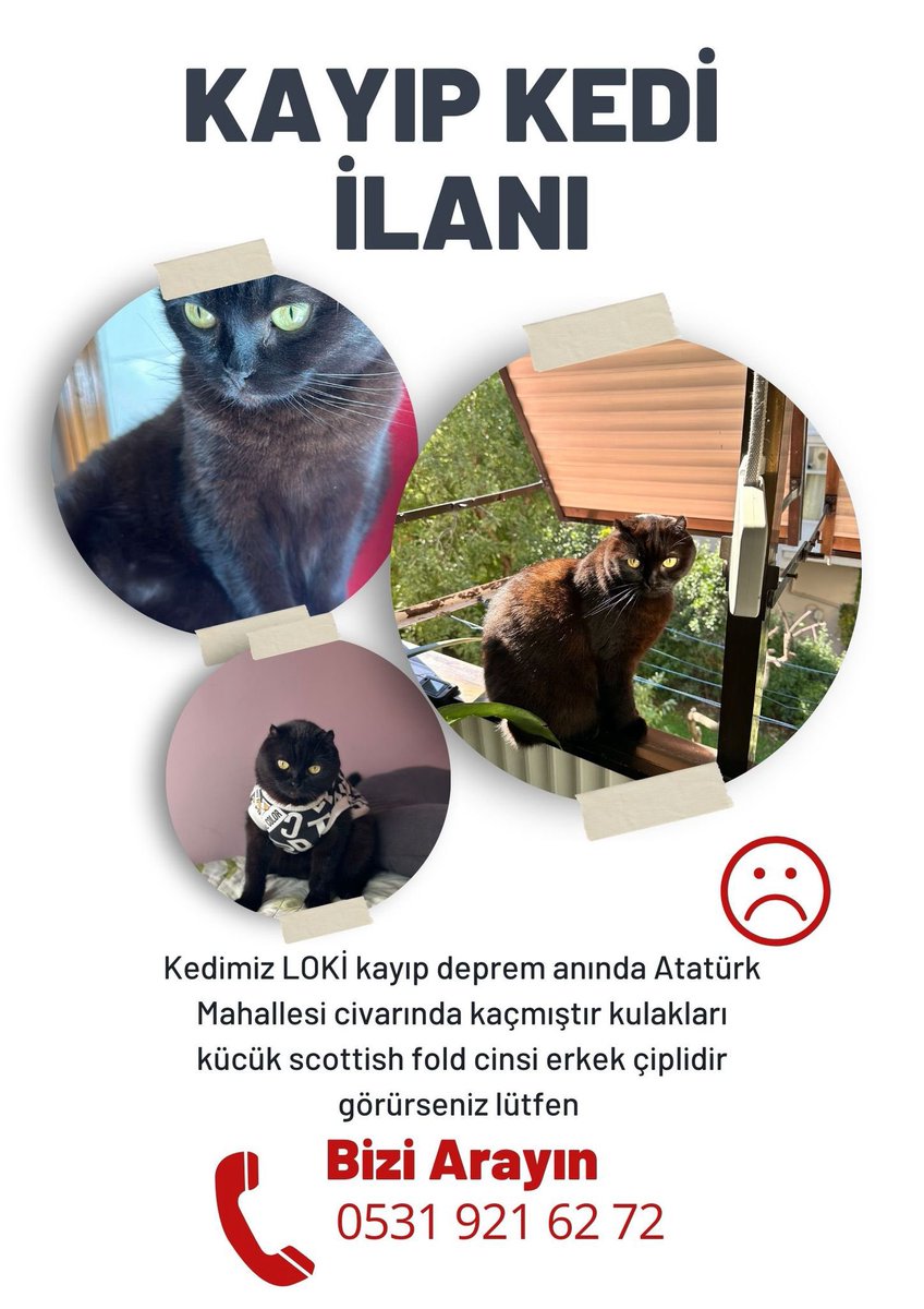 Lütfen herkes paylaşsın 24 saat olacak dediğiniz her şeyi yaptık ama çıkmadı yavrumu bulalım nolur #deprem #kayıpkedi #kayıpcanlar #istanbuldeprem #depremdekaybolankediler #loki #depremoldu