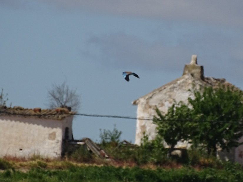 He bimbado Carraca europea...pero la imagen es tal que así!! Ojalá tener ocasión de verla más tranquila 😀