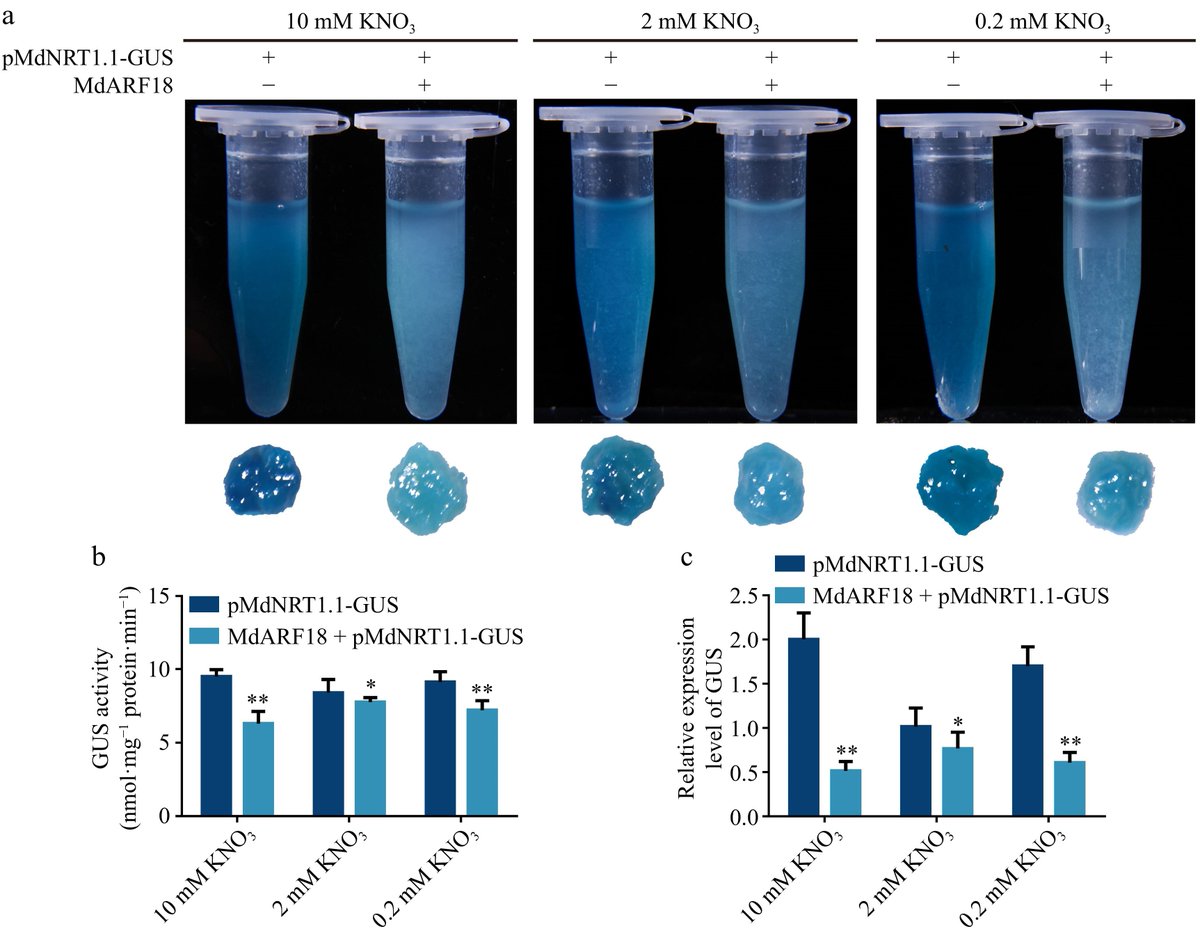 Maximum Academic (@maximumacademic) on Twitter photo #FruitRes
MdARF18 regulates nitrate uptake in apples by mediating MdNRT1.1 expression. Study sheds light on nitrate signaling in fruit trees. 🍎
<a href="/HortiPlant/">Horticultural Plant Research</a> #NitrateSignaling #PlantNutrition
Details: maxapress.com/article/doi/10… #FruitRes
MdARF18 regulates nitrate uptake in apples by mediating MdNRT1.1 expression. Study sheds light on nitrate signaling in fruit trees. 🍎
<a href="/HortiPlant/">Horticultural Plant Research</a> #NitrateSignaling #PlantNutrition
Details: maxapress.com/article/doi/10…