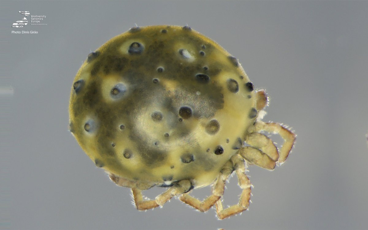 Biodiversity Genomics Europe (BGE) (@biogeneurope) on Twitter photo Hot off the press: #DNAbarcoding decodes unique species of the Madeira archipelago for the first time!💥
➡ More info on our #BGE website: biodiversitygenomics.eu/2025/04/22/dec…
Congratulations to BGE’s <a href="/SoniaFe02577409/">Sonia Ferreira</a> (<a href="/CIBIO_InBIO/">BIOPOLIS-CIBIO</a>) and Torbjorn Ekrem (@NTNUnorway)!
<a href="/REA_research/">European Research Executive Agency</a> #paper Hot off the press: #DNAbarcoding decodes unique species of the Madeira archipelago for the first time!💥
➡ More info on our #BGE website: biodiversitygenomics.eu/2025/04/22/dec…
Congratulations to BGE’s <a href="/SoniaFe02577409/">Sonia Ferreira</a> (<a href="/CIBIO_InBIO/">BIOPOLIS-CIBIO</a>) and Torbjorn Ekrem (@NTNUnorway)!
<a href="/REA_research/">European Research Executive Agency</a> #paper