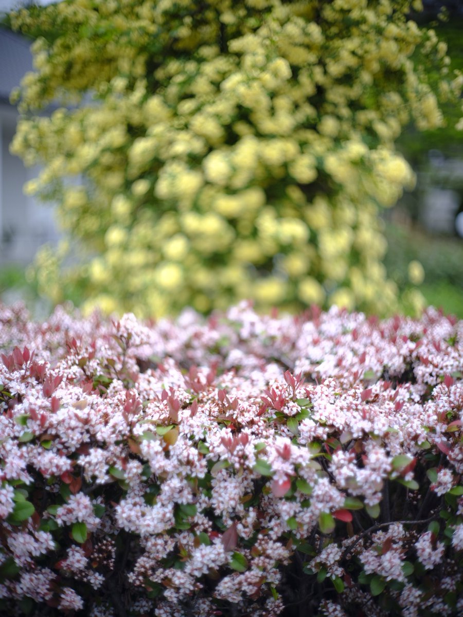 JollyRutterkin's tweet image. この前 #2ndBase でExaktaマウントの
MAMIYA-SEKOR F.C. 1:1.7 f=58mm
フィルタ枠凹みもあり安く手に入れました。なかなか楽しいレンズですね。
絞りリングを開放にすると羽根がロックされリング変えてシャッターレバー引くと絞られるAutoTakumarと似たシステム。レバー引けば望みの絞りになります。