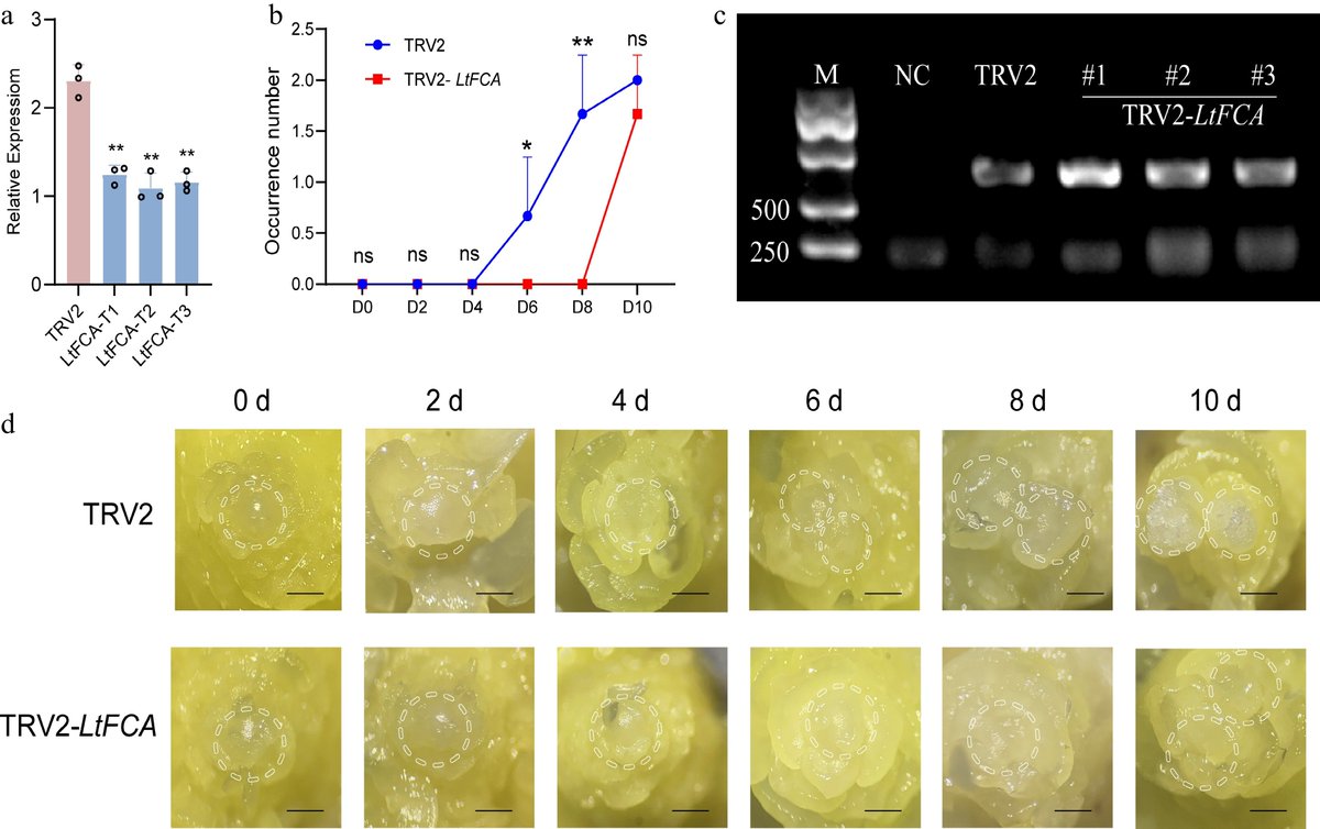 Maximum Academic (@maximumacademic) on Twitter photo #OPR
Lily flower bud initiation varies by cultivar. RNA-seq identifies key genes like LtFCA, validated via VIGS. Study sheds light on flowering regulation. 🌹
<a href="/HortiPlant/">Horticultural Plant Research</a> #Lilies #FlowerDevelopment
Details: maxapress.com/article/doi/10… #OPR
Lily flower bud initiation varies by cultivar. RNA-seq identifies key genes like LtFCA, validated via VIGS. Study sheds light on flowering regulation. 🌹
<a href="/HortiPlant/">Horticultural Plant Research</a> #Lilies #FlowerDevelopment
Details: maxapress.com/article/doi/10…