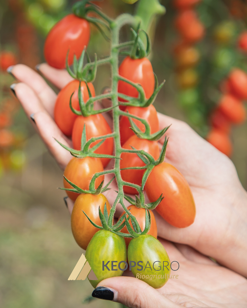 KeopsAgro's tweet photo. 😋 Delicias de #sabor y #salud en cada bocado

👉 Karamel Rome de Keops Agro, #tomatecherry 🍅 procedente de #bioagricultura https://t.co/mupAZ3cN5p