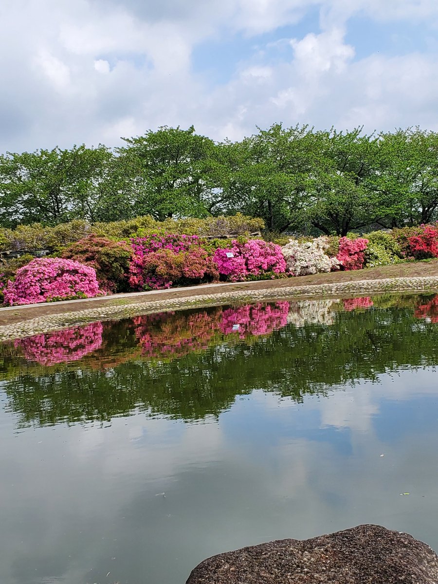 MAMEkappy's tweet photo. 館林市のつつじが岡公園
赤、白、ピンク、紫....
100種?のつつじが満開に🌼今晩のまんまは登利平さんの鳥めし🍱
#つつじが岡公園
#花まんま https://t.co/9bGKsybjiU