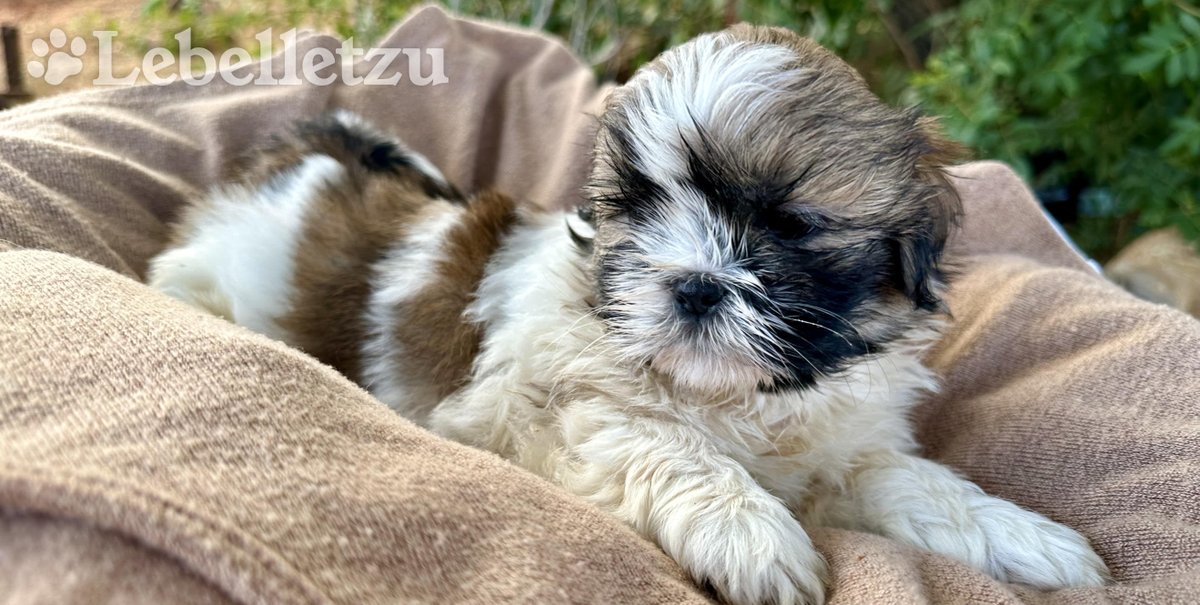 Lebelletzu Shih Tzus (@lebelletzu) / Posts / X
