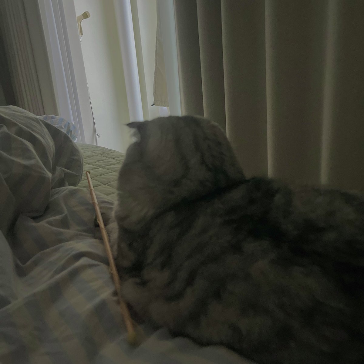 어젯밤에 거실에서
저 막대기(카샤카샤였던것)로
놀아주다가 잠들었는데
새벽아침(06:17)에 눈 떠보니까 
막대기를 침대 위에 갖다놓고 
인간이 일어나기만을 바라고 있는 뒷모습이
넘..넘.. 웃겨서 . .