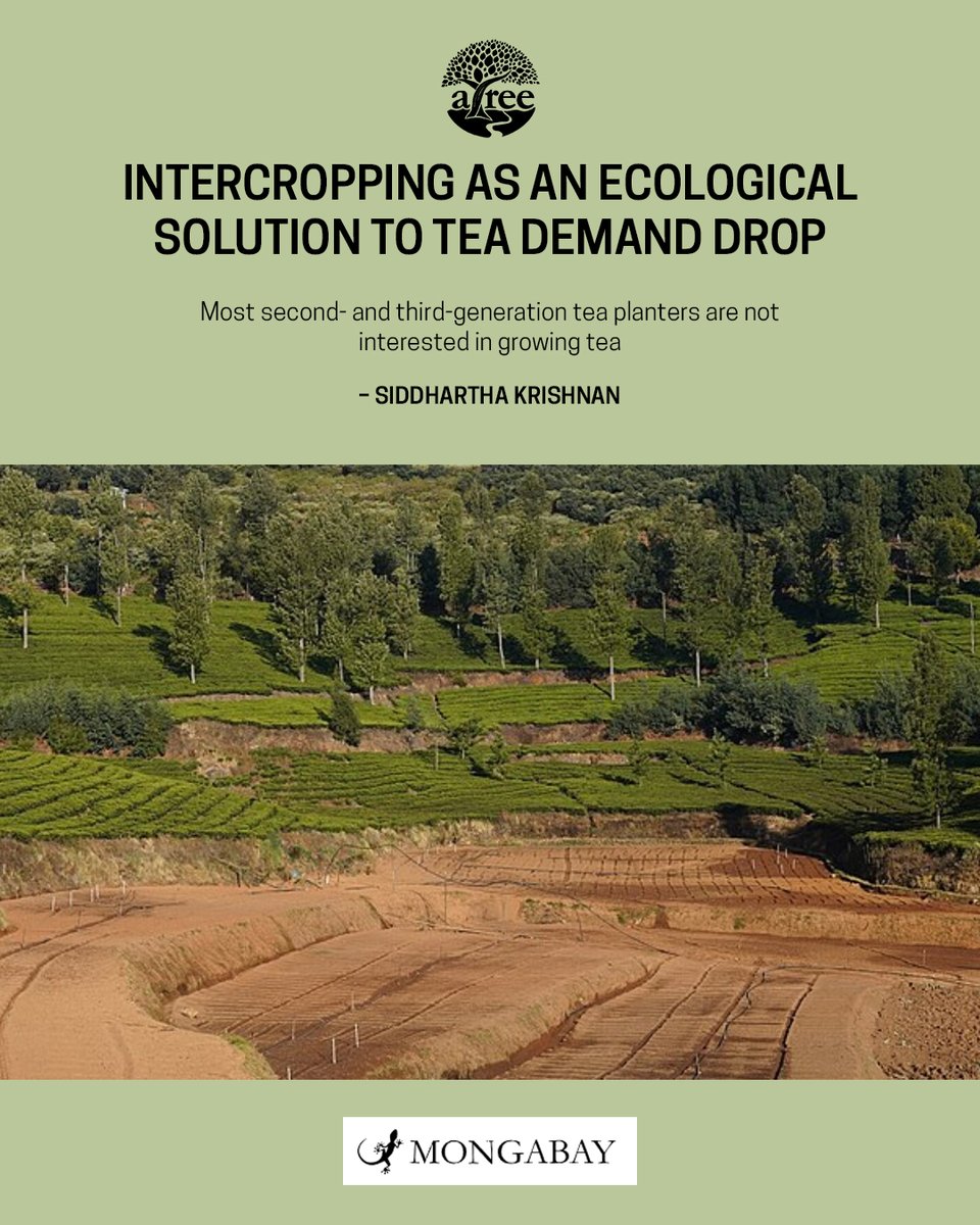South India’s tea sector faces falling prices and rising costs. Growers are intercropping tea with fruits and medicinal plants for income diversification. Experts call for policy realignment. Read more: india.mongabay.com/2025/04/interc…