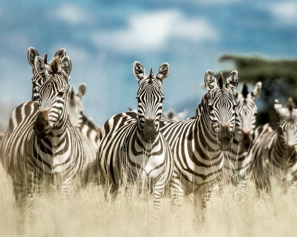 UNEP's tweet image. Grasslands, shrublands, and savannahs cover nearly half of our land and are rich in life and history.

Now, under threat, they need restoration, including preserving native plants, local knowledge, and sustainable practices.

#GenerationRestoration info: decadeonrestoration.org/types-ecosyste…