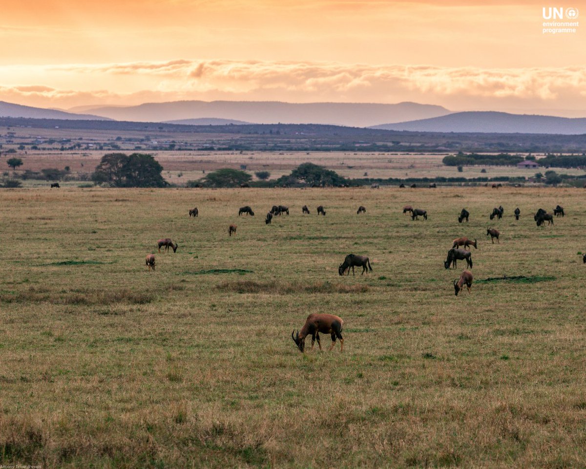 UNEP's tweet image. Grasslands, shrublands, and savannahs cover nearly half of our land and are rich in life and history.

Now, under threat, they need restoration, including preserving native plants, local knowledge, and sustainable practices.

#GenerationRestoration info: decadeonrestoration.org/types-ecosyste…