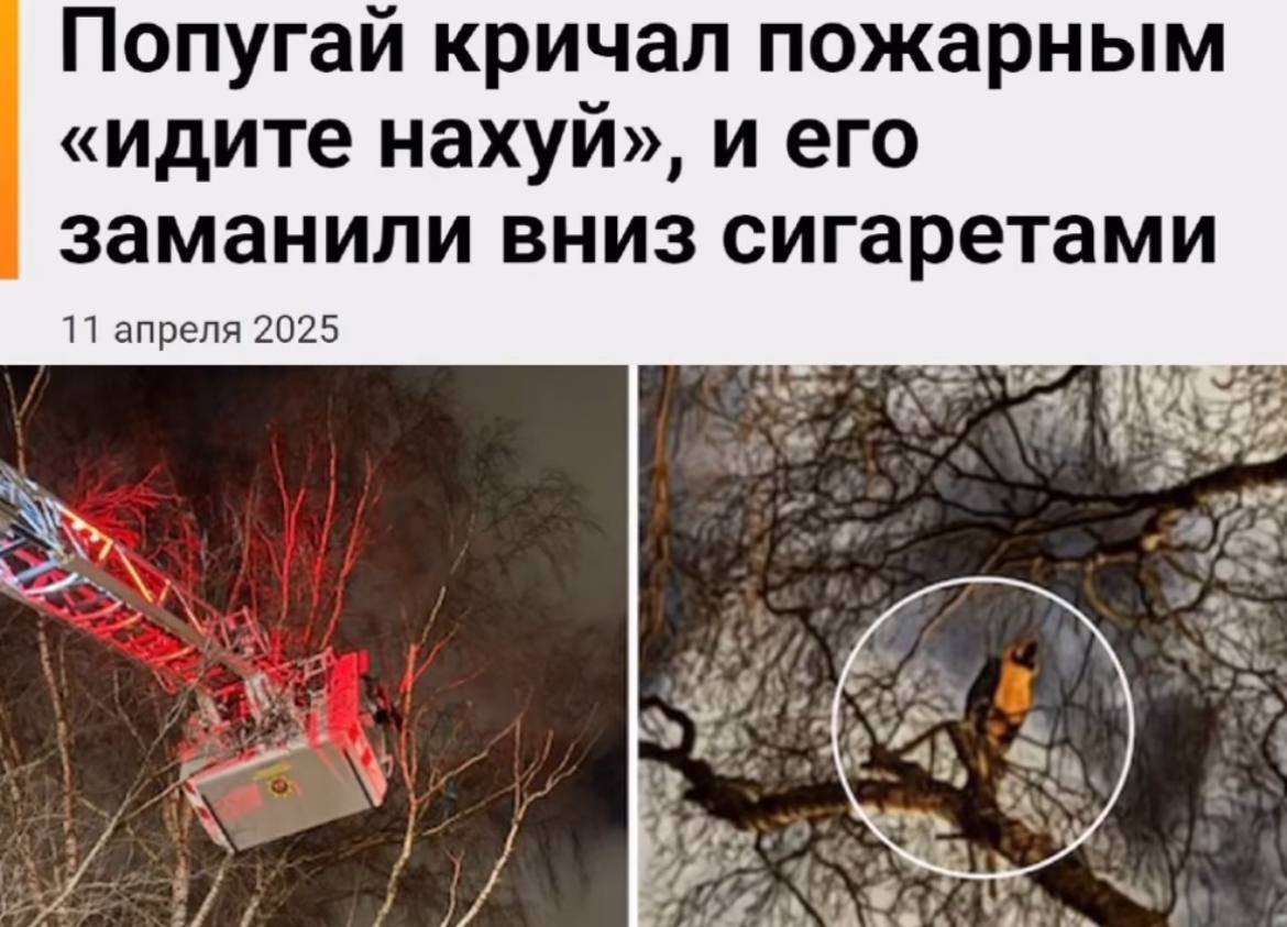 Кабан-гедонист (@wd5d01) on Twitter photo 