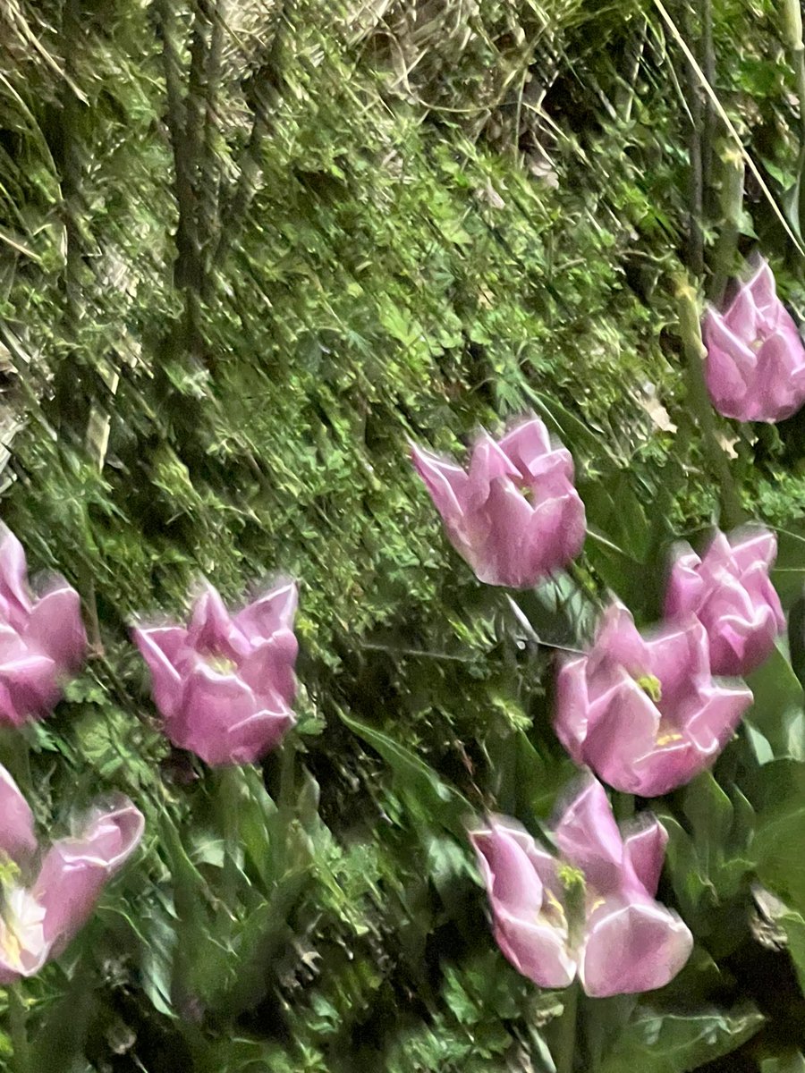 완전 활짝 핀 튤립 본 적 있으세요??? 전 진심 눈알 날리고 처음 봄