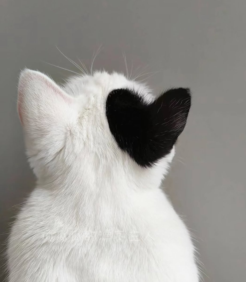 Punch Cat (@punchingcat) on Twitter photo 