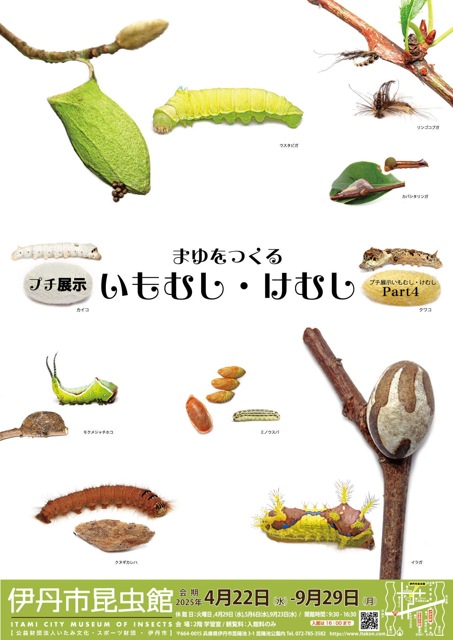 まみのすけ🐛 (@montachun) / X まみのすけ🐛 (@montachun) / X