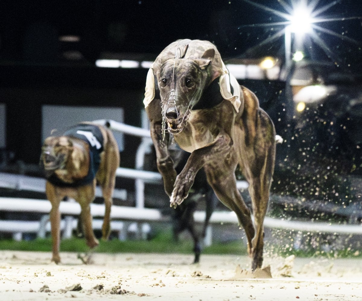 🐾 "Her ability to dig deep when put under severe pressure suggests she'll be tough to overhaul once again."

Greyhound expert <a href="/TBullenDogs/">Tony Bullen</a> fancies Queen Shakira in the Brighton Belle at Hove on Saturday evening!

You can get Tony's gems every week in the <a href="/RPWeekender/">Weekender</a> 🗞️