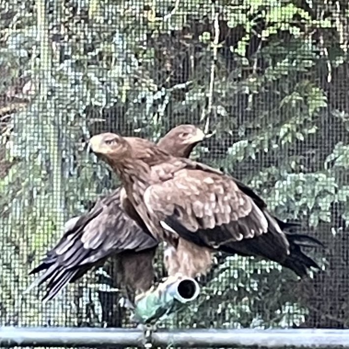 toricaferoppong's tweet image. - ̗̀📣早い者勝ち⁉️

10歳すぎの  
#サメイロイヌワシ の #ペア 🦅✨️
普段は仲良く巣作りをしています🏠

手から餌をもらいに来るほど、#人馴れ しています‼️

#ご予約受付中 です🗣
※ペアでのみ販売となります

🟩お問い合わせは公式LINEから
lin.ee/upWfcer

#鳥のいるカフェ  #販売