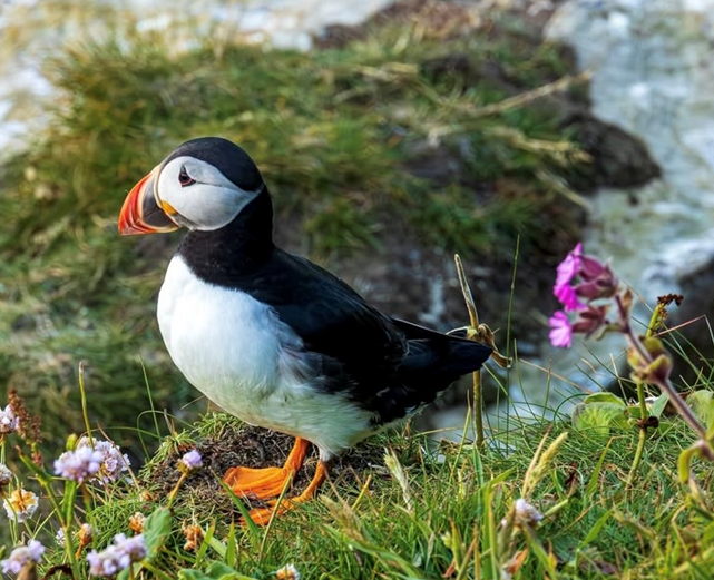 🐧✨ It’s puffin season in Scotland! 

From April to July, these charming seabirds make their appearance along the coastline. Have you spotted any puffins on your North Coast 500 adventure? 💙

📍Dunnet Head Lighthouse
📸ow.ly/5AU350VCVZV