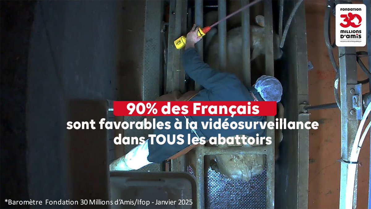 MaitreGerard's tweet photo. Les abattoirs sont des zones de NON DROIT dans lesquels les animaux sont MASSACRES.

@afpfr 
@Agri_Gouv 
@libe 
@BFMTV 
@le_Parisien 
@CNEWS 
@TF1 
@vakitamedia 
@LeHuffPost 
@FranceTV 
@onevoiceanimal 
@StephaneLAMART 
@30millionsdamis 
@Tof_Beaugrand 
@hugoclement https://t.co/v1bwpDytcl