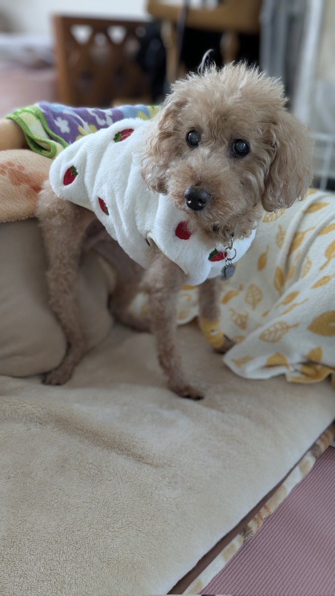 プードルです★ アウトレット SALE ランドセルセール 女の子 プティプードリー