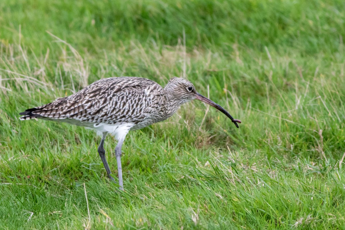 Guernsey_NC's tweet photo. Wading birds in Guernsey are also declining.📉☹️
There's been a 90% decline in Turnstone/Dunlin numbers and 99% decline in Purple Sandpiper numbers.
Many waders are site-faithful and struggle to adapt to increased disturbance. 🐶🚶‍♂️🏊‍♀️🏄‍♀️
#wadingbirds #seashore #disturbance https://t.co/gYUclljAfL