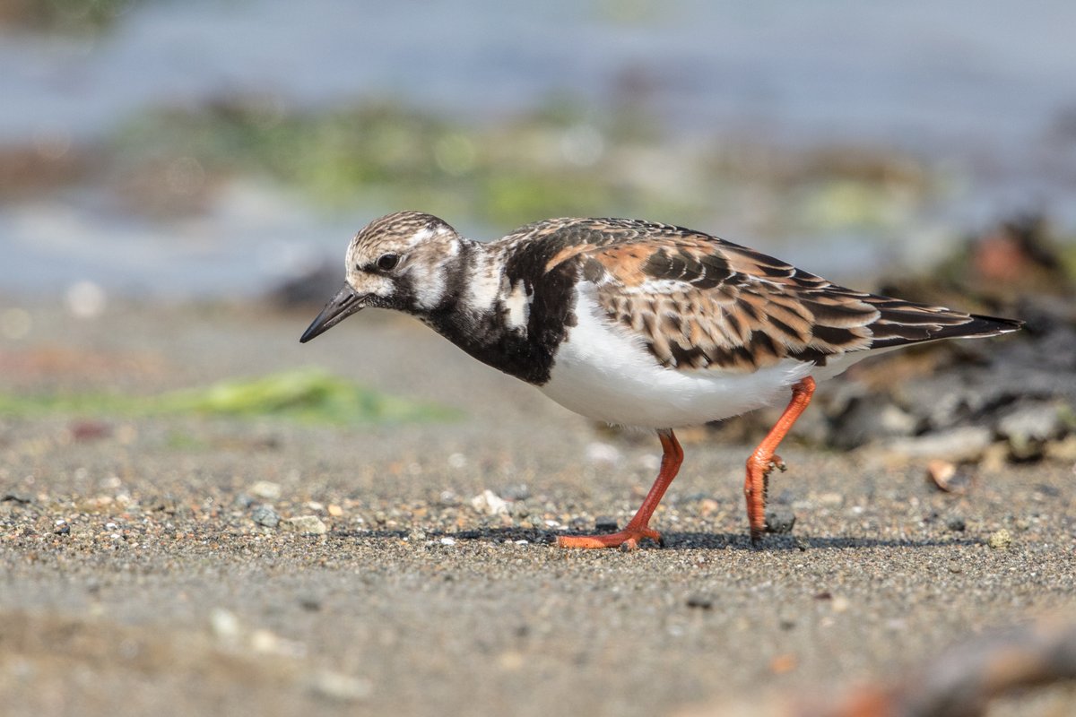 Guernsey_NC's tweet photo. Wading birds in Guernsey are also declining.📉☹️
There's been a 90% decline in Turnstone/Dunlin numbers and 99% decline in Purple Sandpiper numbers.
Many waders are site-faithful and struggle to adapt to increased disturbance. 🐶🚶‍♂️🏊‍♀️🏄‍♀️
#wadingbirds #seashore #disturbance https://t.co/gYUclljAfL