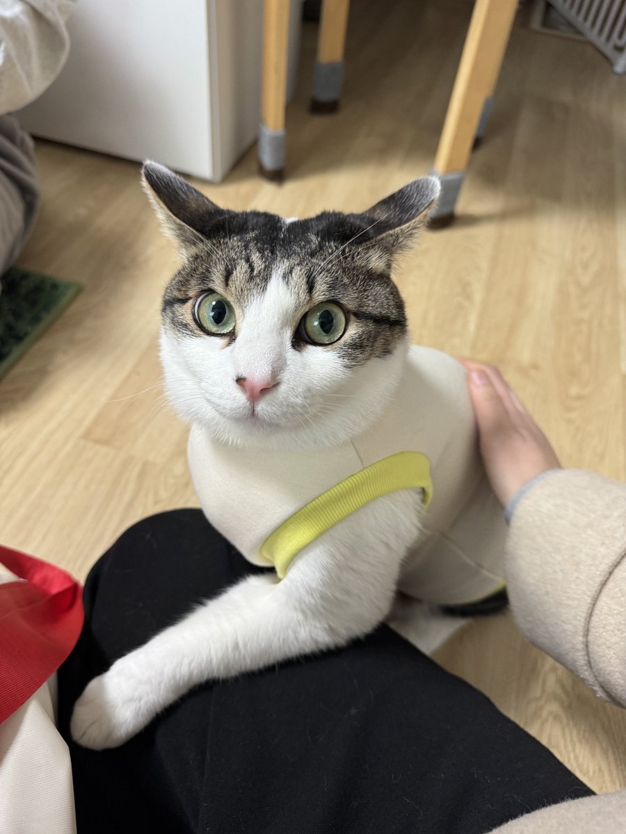 meomkku's tweet photo. 셋!
광활한(?)활동 범위에 방해되지 않도록
넓고 확트인 겨드랑이 둘레를 제공합니다 ◡̈ 
구속받지 마세요, 사방팔방 뻗어주세요 당신의 앞다리🐈‍⬛
멈냥꾸꾸연구소는 고양이의 점프를 지지합니다🤟🏽 https://t.co/rhhRoYbHNP