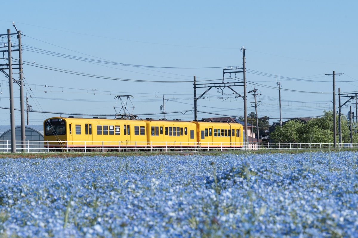 ネモフィラと北勢線