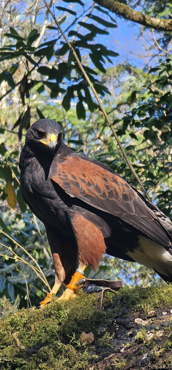 Falconry's tweet image. Beautiful Swift….
#ashfordcastle