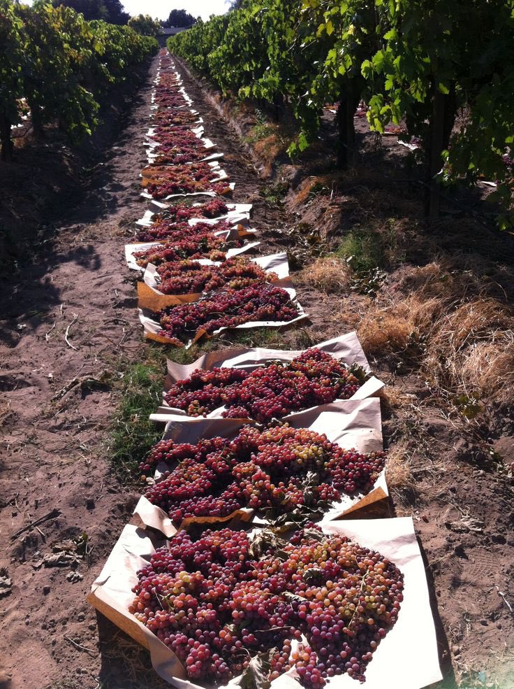 _aestheticprimal_ tweet media