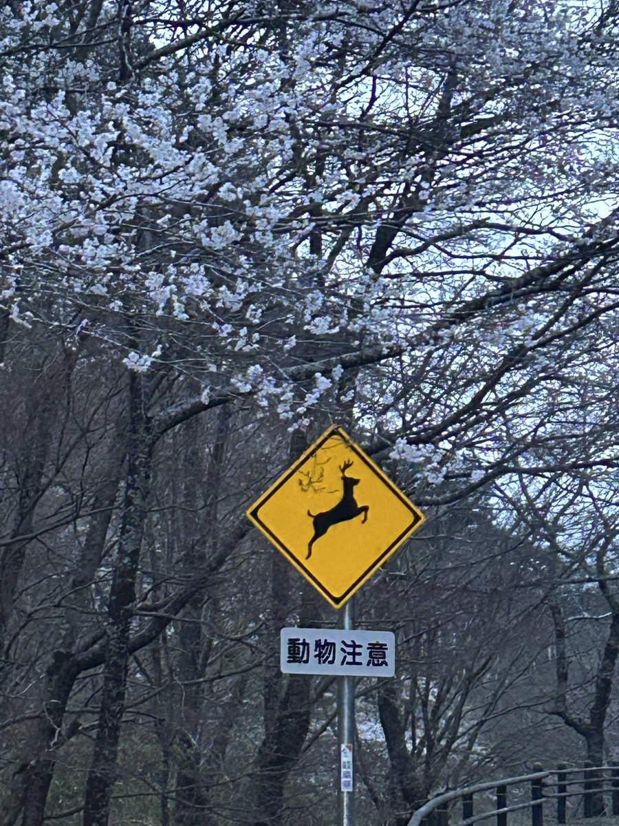 NaKaeru's tweet photo. 2025.04.08🐸

桜ドライブ🌸

#寺尾ヶ原千本桜公園
#関市
#NAロードスター
#ロードスター
#桜と愛車
#whthMazda
#動物注意 https://t.co/5Wz45unkP1