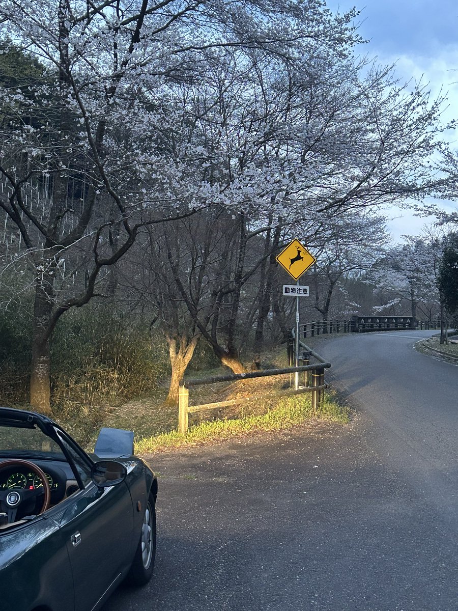 NaKaeru's tweet photo. 2025.04.08🐸

桜ドライブ🌸

#寺尾ヶ原千本桜公園
#関市
#NAロードスター
#ロードスター
#桜と愛車
#whthMazda
#動物注意 https://t.co/5Wz45unkP1