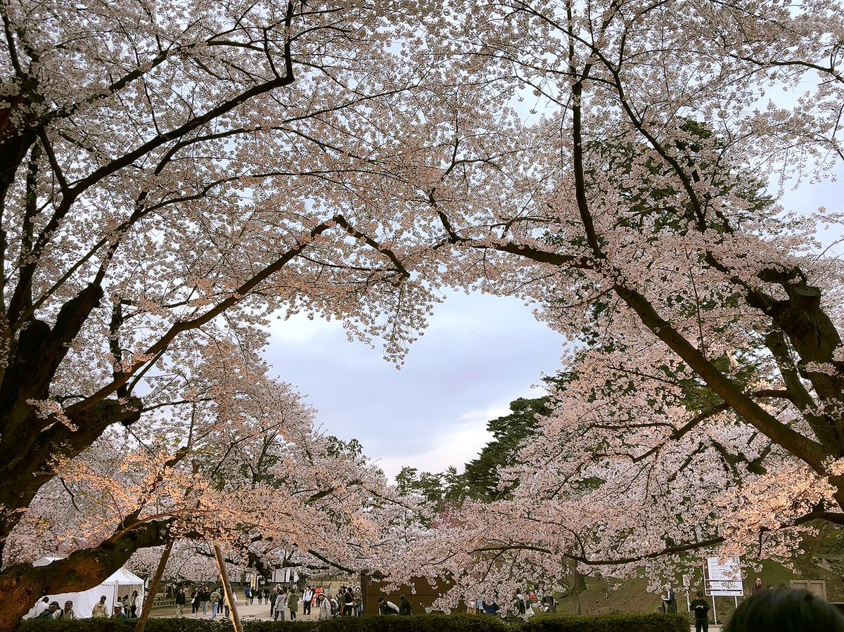 tsugaruno_yukie's tweet image. 今年も桜が綺麗でした🌸
今年も行くことが出来たことに感謝です
半崎家が素敵な写真を撮ったところで我が家も3人で撮りました
半崎家と違いすぎて大笑いしたのでイオンモール盛岡で美子さんに報告したいと思います🤣