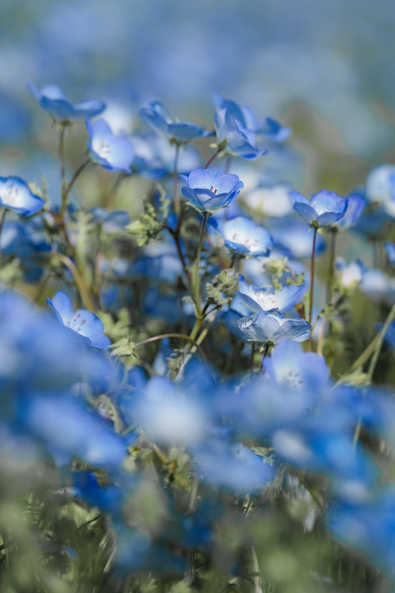 水色の花

＃写真好きな人と繋がりたい
#カメラ好きな人と繋がりたい
＃ファインダー越しの私の世界
#キリトリセカイ
#α7IV
#ネモフィラ