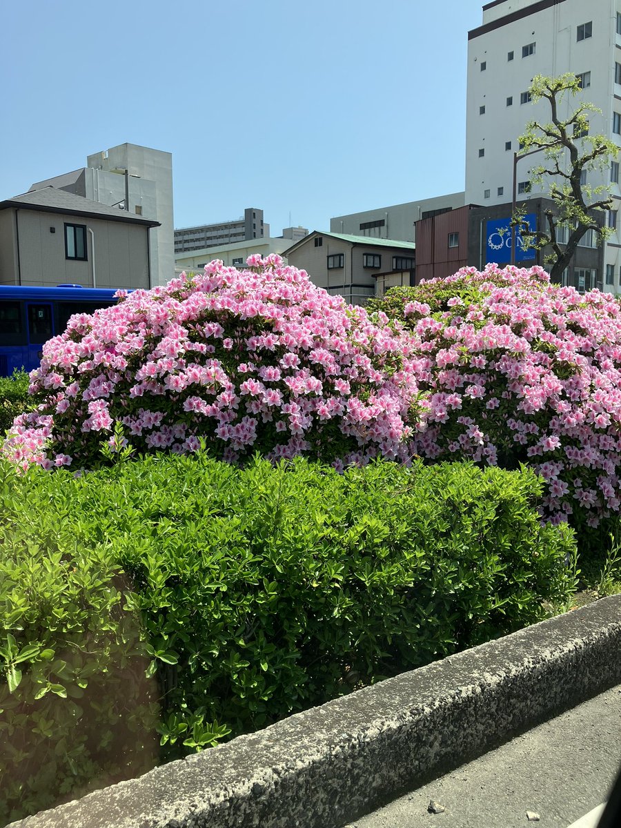 備長炭止まり木⭐️止まり木⭐️パーチ⭐️専用です♪(*'ω'*)✨ shu☆備長炭止まり木販売 (@shu_carbon) / X