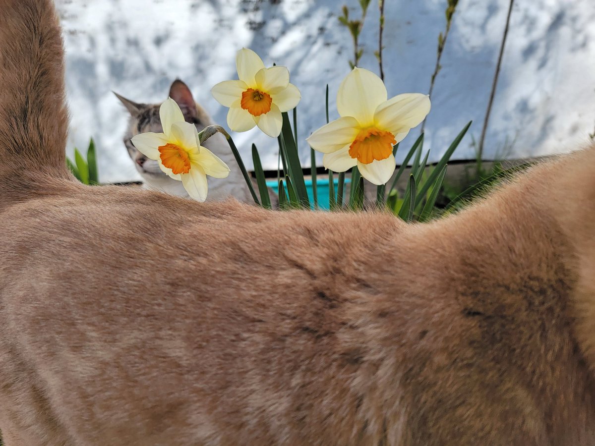 potatomodel's tweet image. Tried to take pictures of my daffodils 📷
