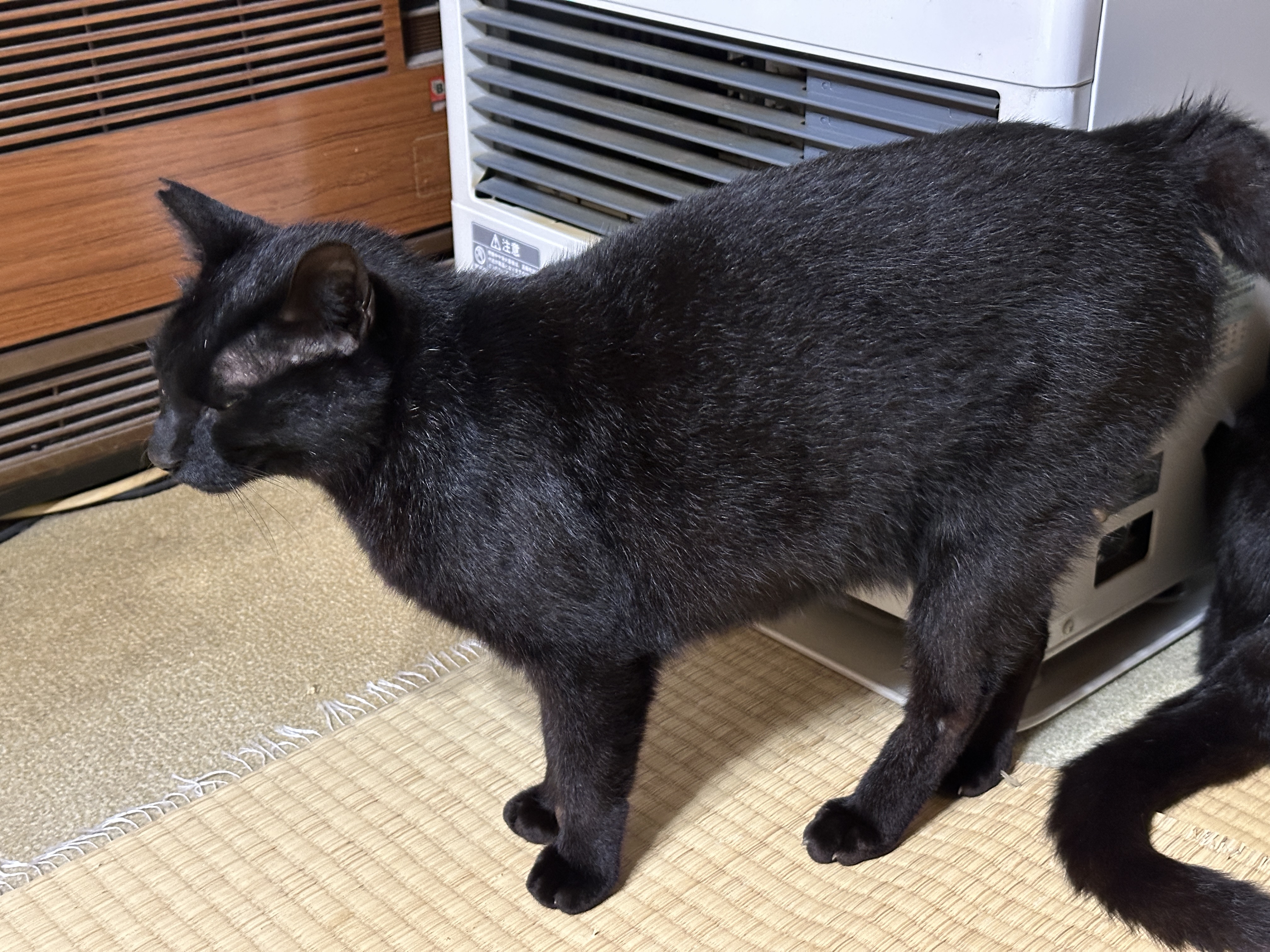 ぬいぐるみ ネコ／黒猫 ブラック 立ちタイプ おすまし ホワイト