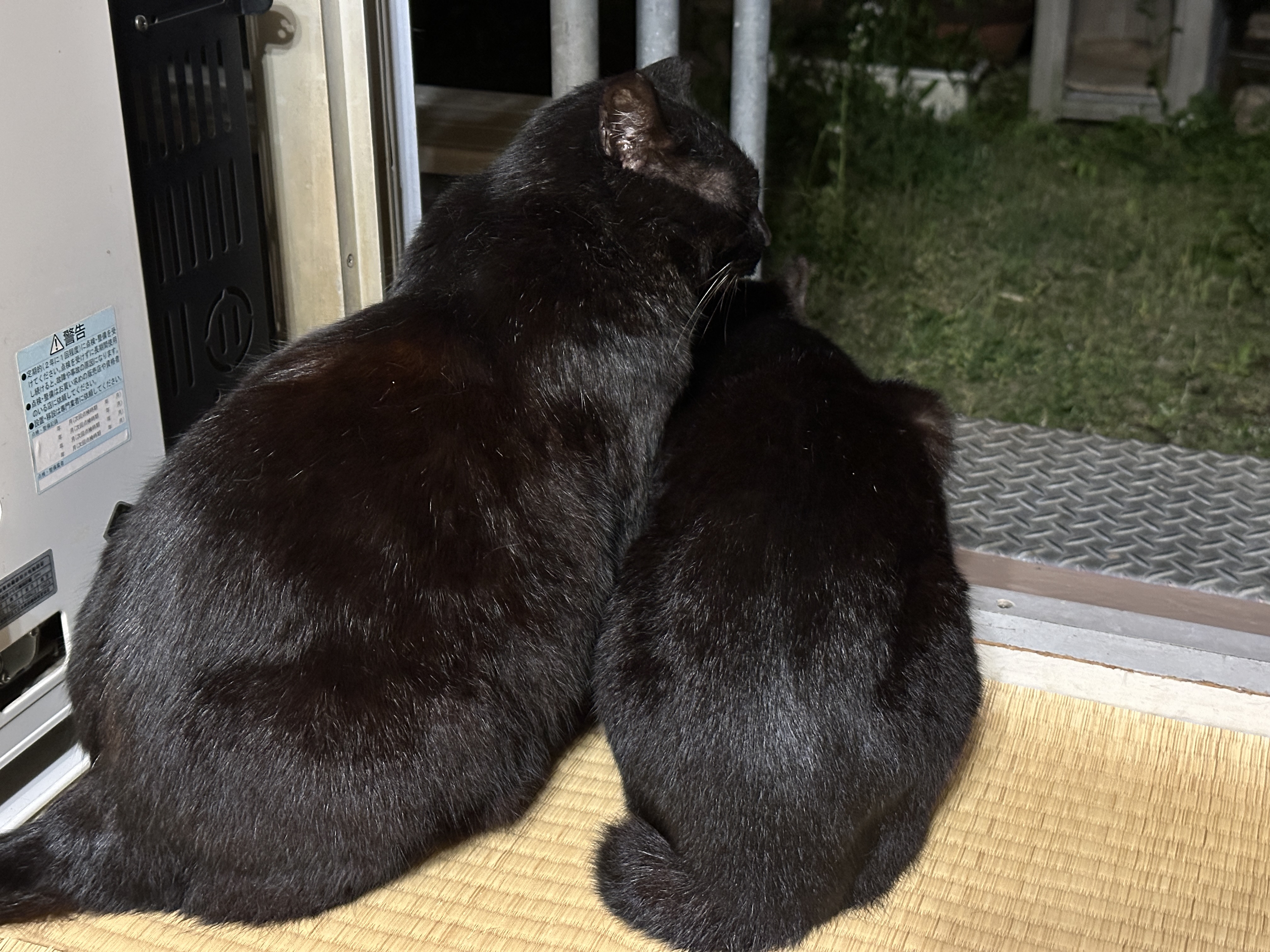 Amazon.co.jp: くろねこ黒猫トライエックス ポスター シャ